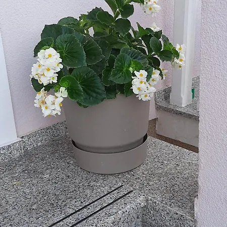 Jasminka I Vladimir Apartment *